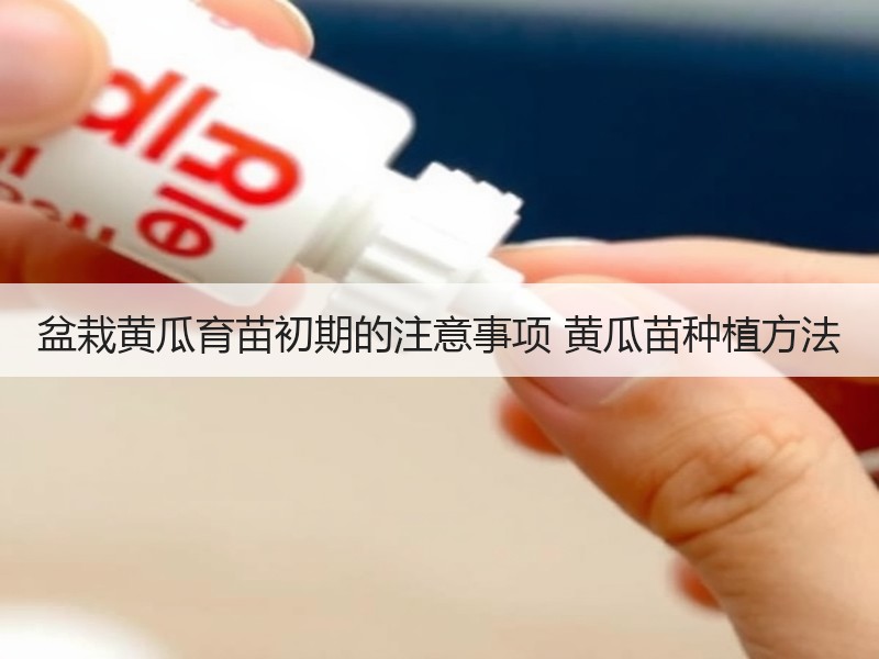 盆栽黄瓜育苗初期的注意事项 黄瓜苗种植方法