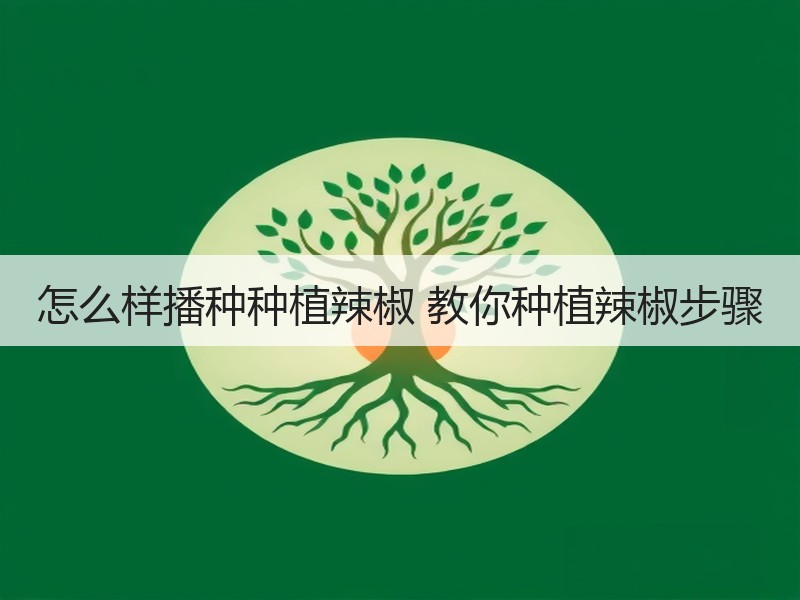 怎么样播种种植辣椒 教你种植辣椒步骤