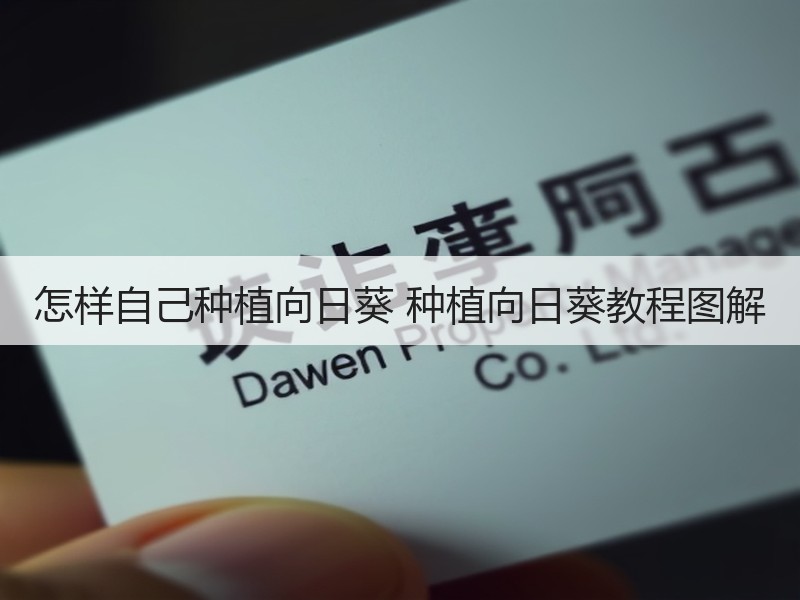 怎样自己种植向日葵 种植向日葵教程图解