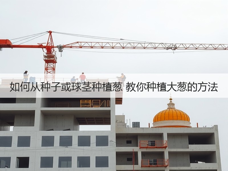 如何从种子或球茎种植葱 教你种植大葱的方法