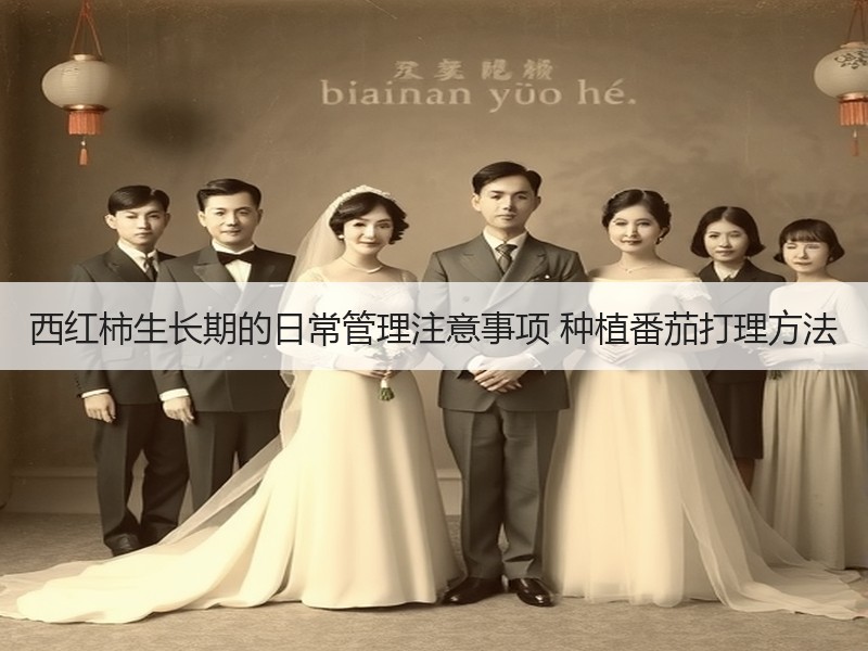 西红柿生长期的日常管理注意事项 种植番茄打理方法