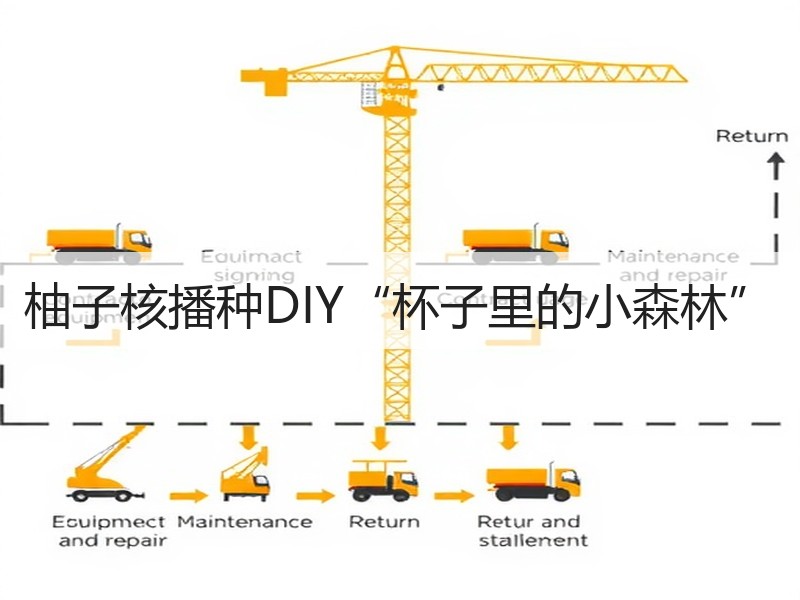 柚子核播种DIY“杯子里的小森林”