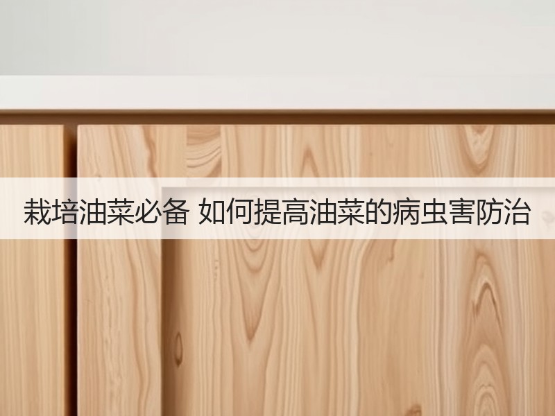 栽培油菜必备 如何提高油菜的病虫害防治