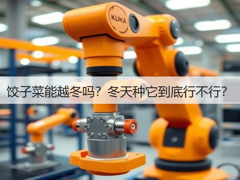 饺子菜能越冬吗？冬天种它到底行不行？