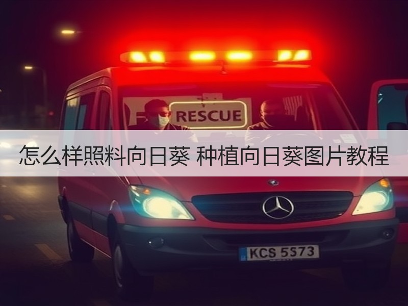 怎么样照料向日葵 种植向日葵图片教程