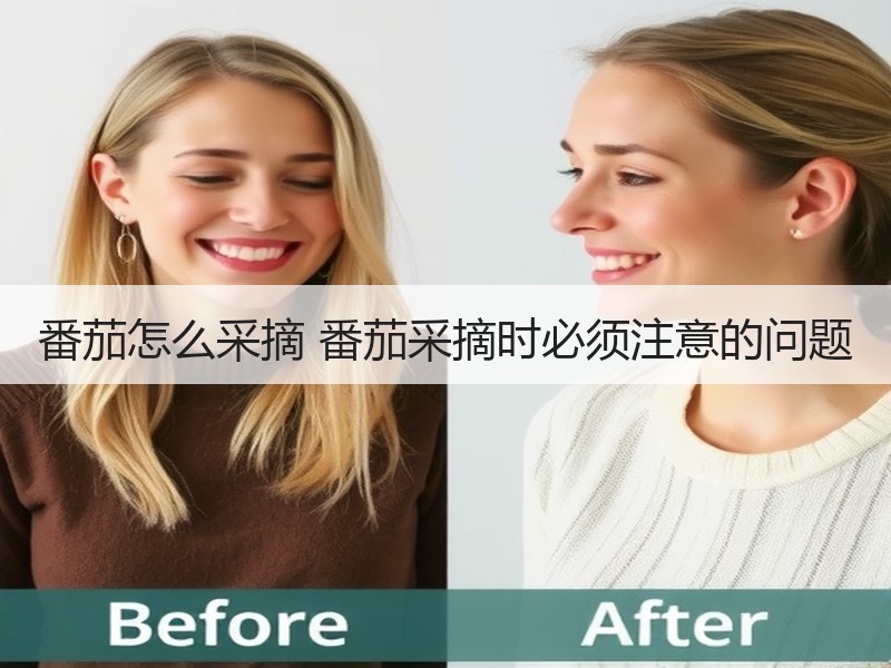 番茄怎么采摘 番茄采摘时必须注意的问题
